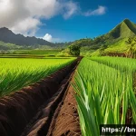 피지에서 농업과 수산업 - A vibrant agricultural landscape of Fiji showcasing fertile volcanic soil with lush green sugarcane ...